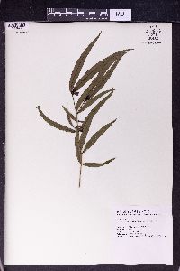 Damnacanthus angustifolius image