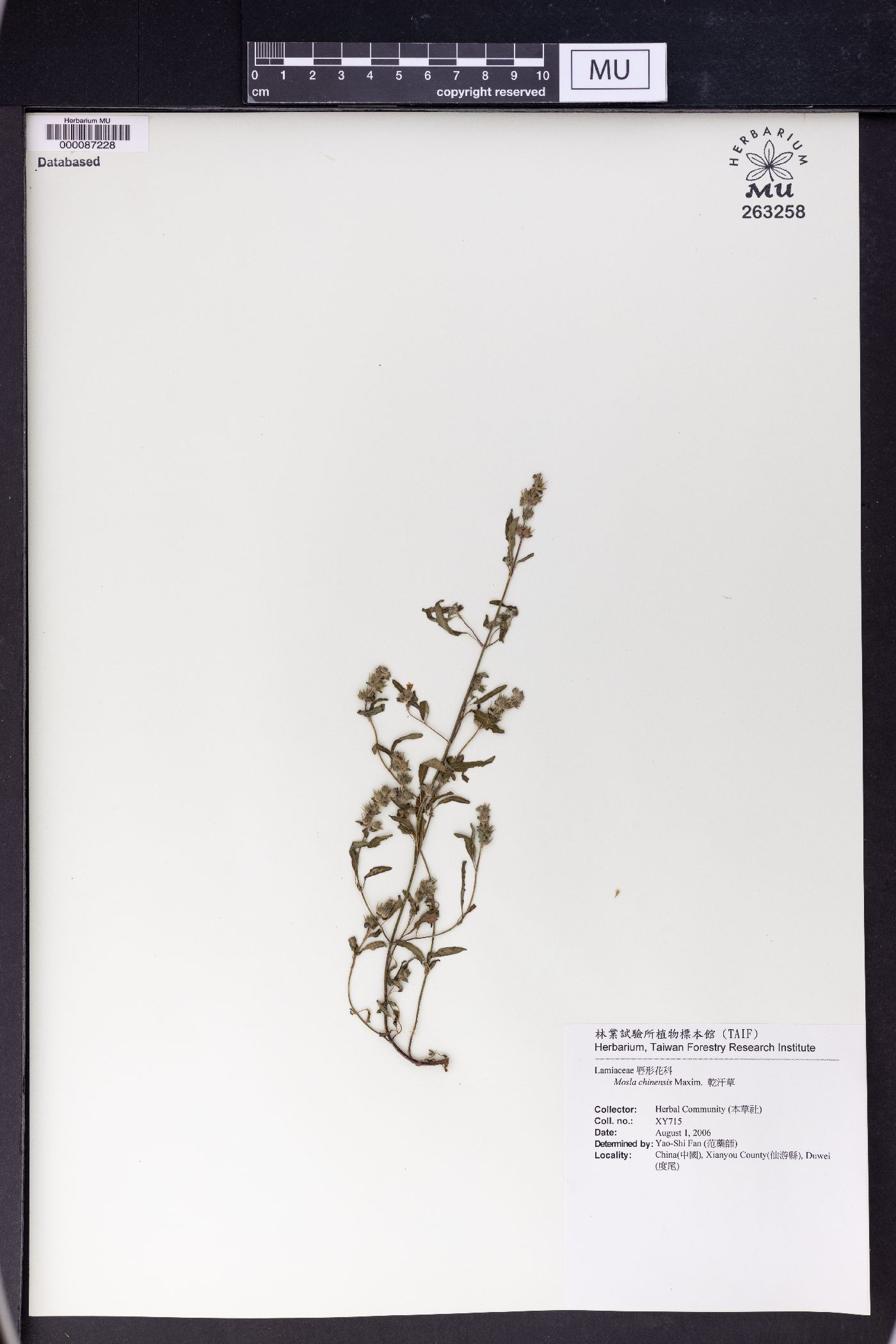 Mosla chinensis image