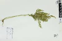 Selaginella moellendorffii image