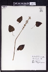 Solenostemon scutellarioides image