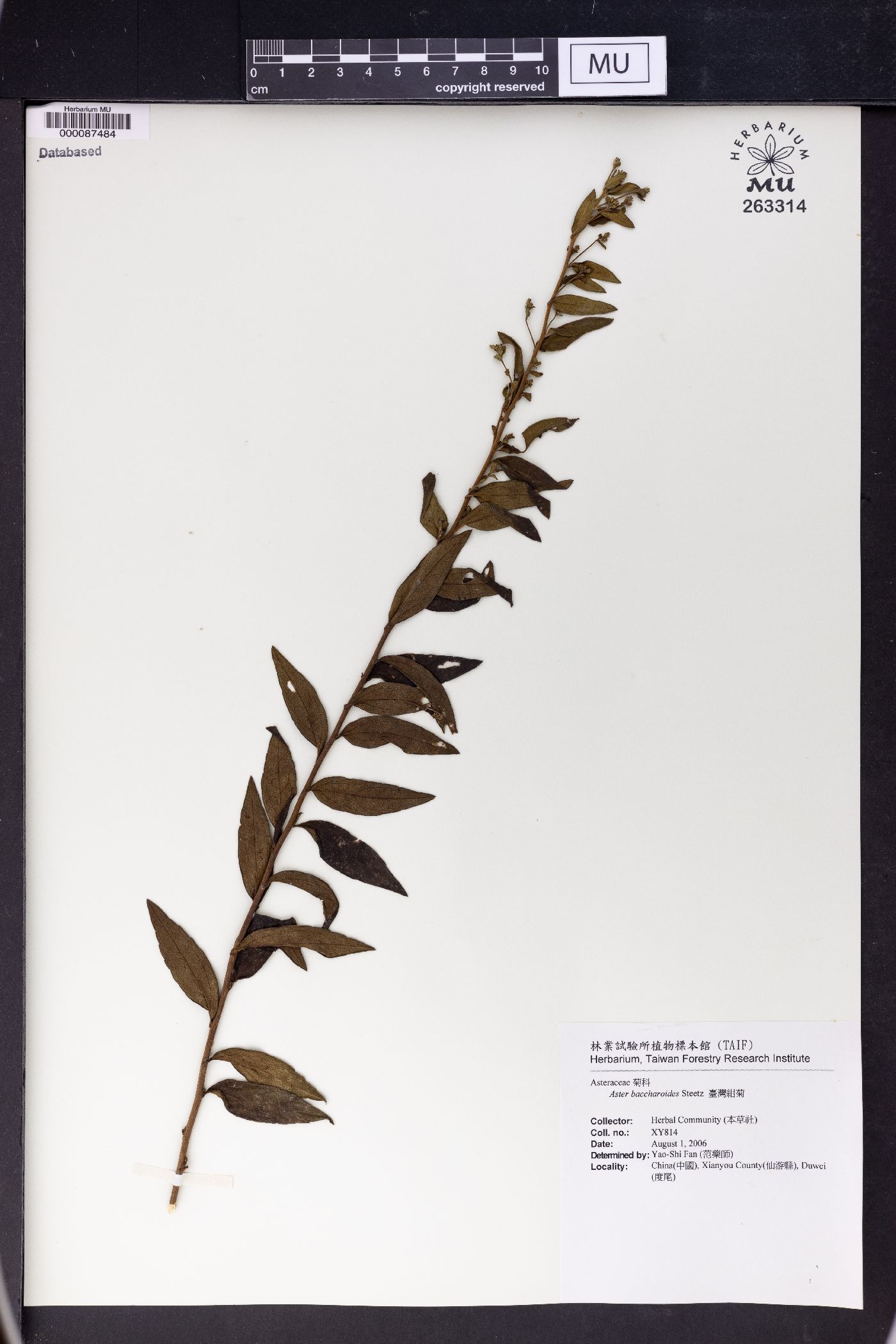 Aster baccharoides image