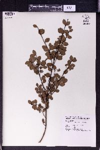 Syzygium buxifolium image