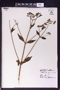 Patrinia scabiosifolia image