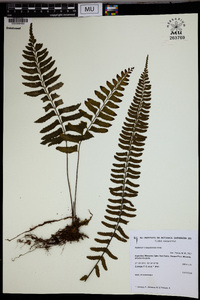 Asplenium inaequilaterale image