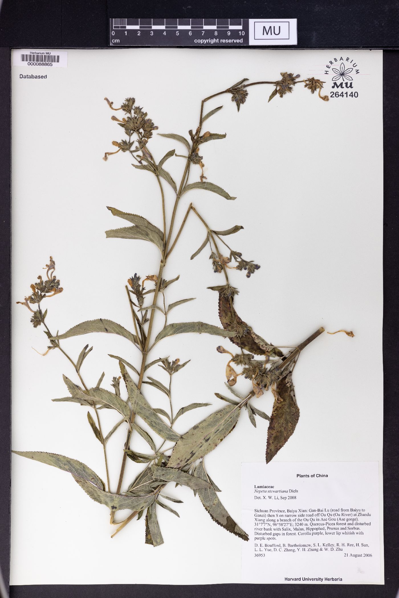 Nepeta stewartiana image