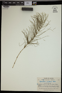 Equisetum pratense image