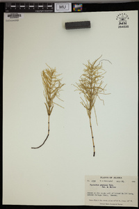 Equisetum pratense image