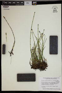 Equisetum variegatum image