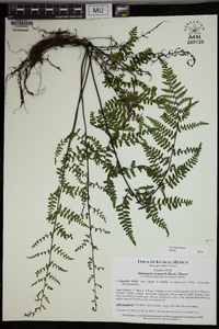 Adiantopsis seemannii image