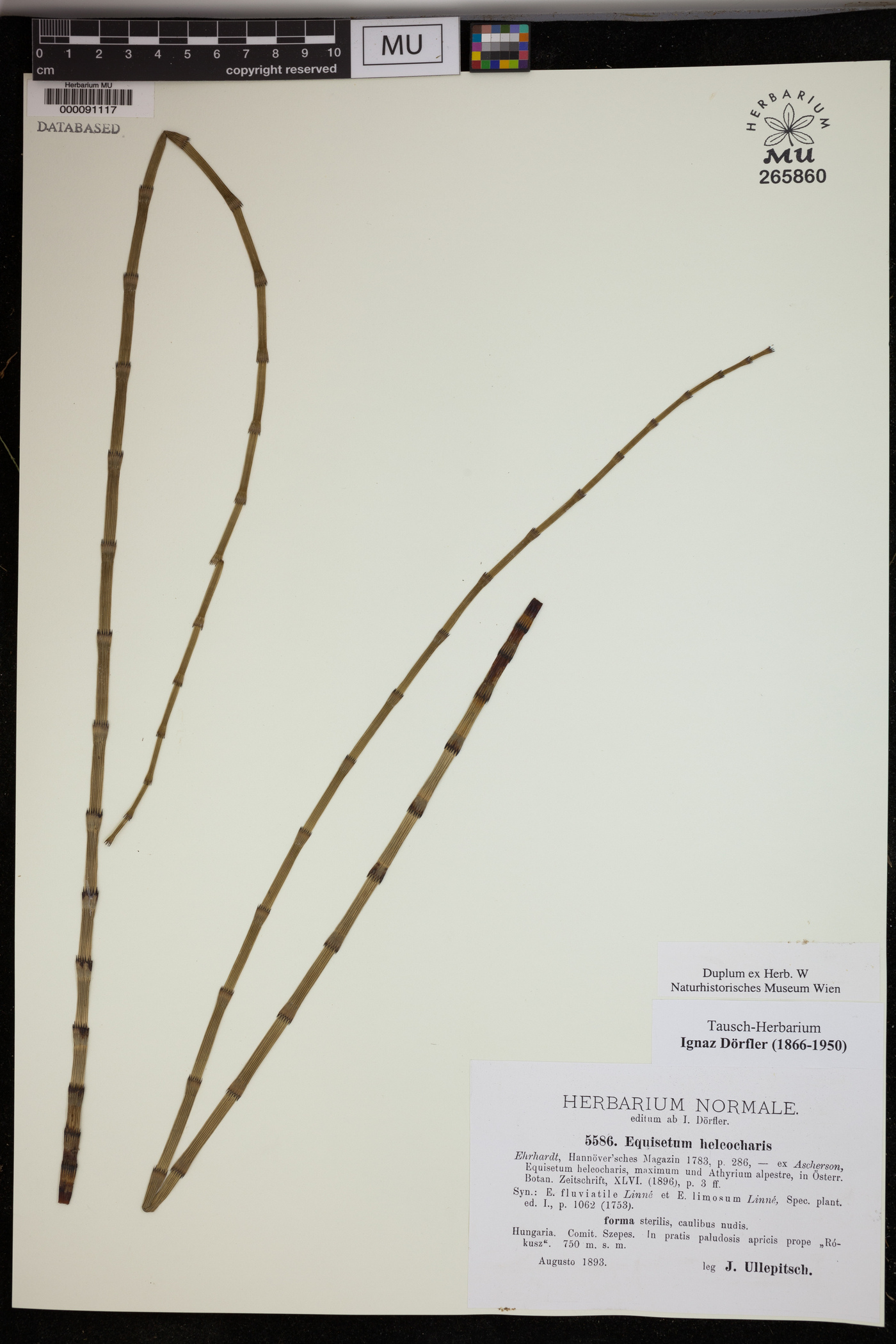 Equisetum heleocharis image