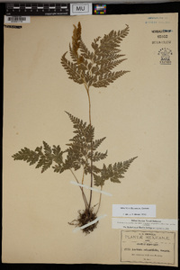 Anemia adiantifolia image