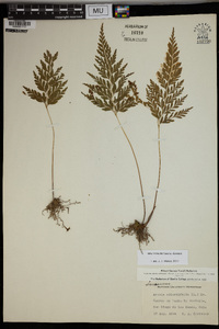 Anemia adiantifolia image