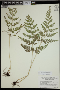 Anemia adiantifolia image