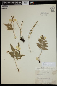 Anemia mexicana var. mexicana image