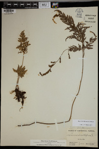 Anemia adiantifolia image