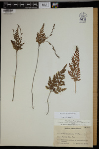 Anemia adiantifolia image