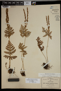 Anemia mexicana var. mexicana image