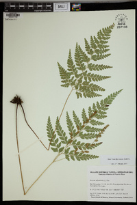 Anemia adiantifolia image