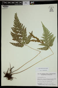 Anemia adiantifolia image