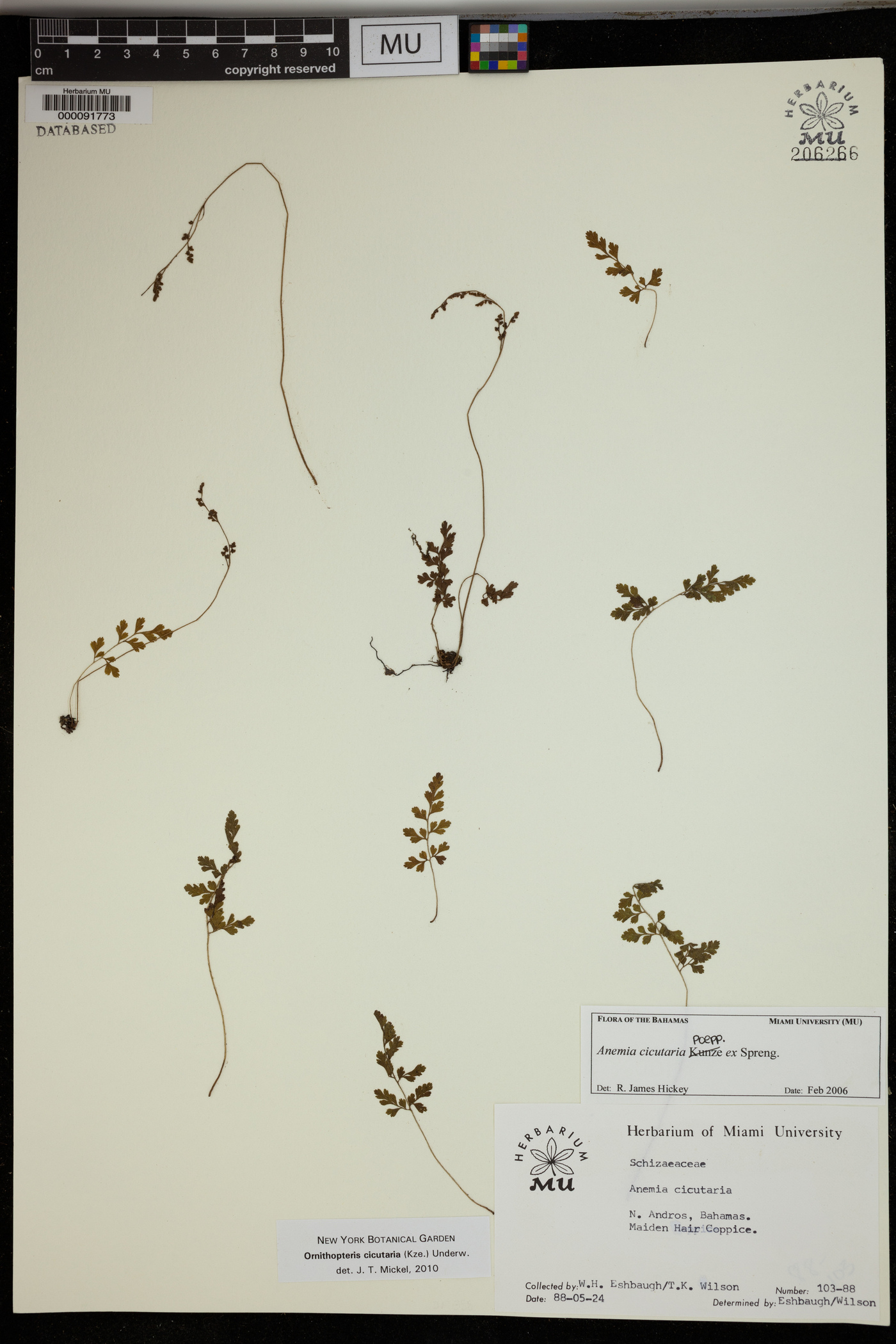 Anemia cicutaria image
