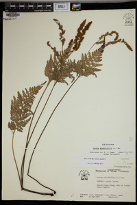 Anemia adiantifolia image