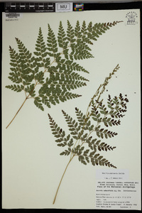 Anemia adiantifolia image