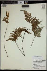 Anemia adiantifolia image