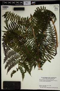 Athyrium asplenioides var. cyclosorum image