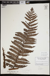 Cyathea plagiostegia image