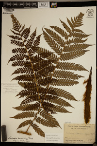 Dicksonia brackenridgei image