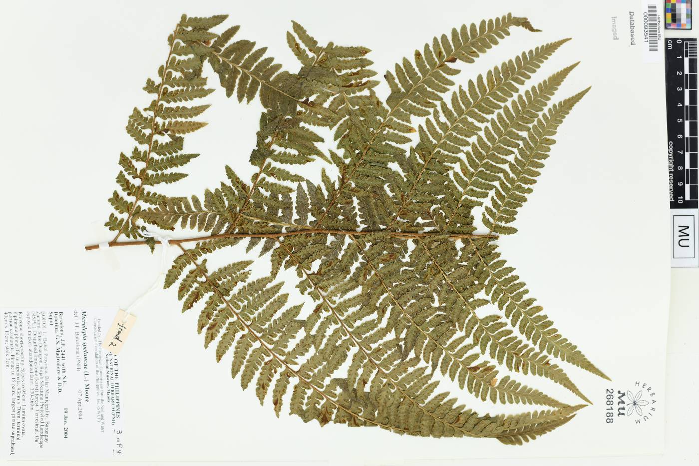 Microlepia speluncae image