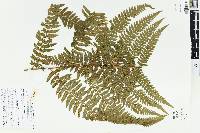 Microlepia speluncae image