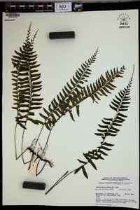 Asplenium unilaterale image
