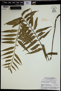 Asplenium persicifolium image