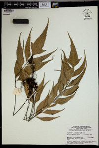 Asplenium polyodon image