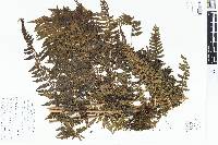 Microlepia speluncae image