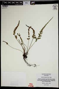 Asplenium pinnatifidum image