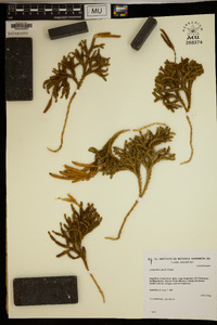 Image of Austrolycopodium alboffii