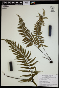 Asplenium caudatum image