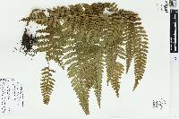 Microlepia speluncae image