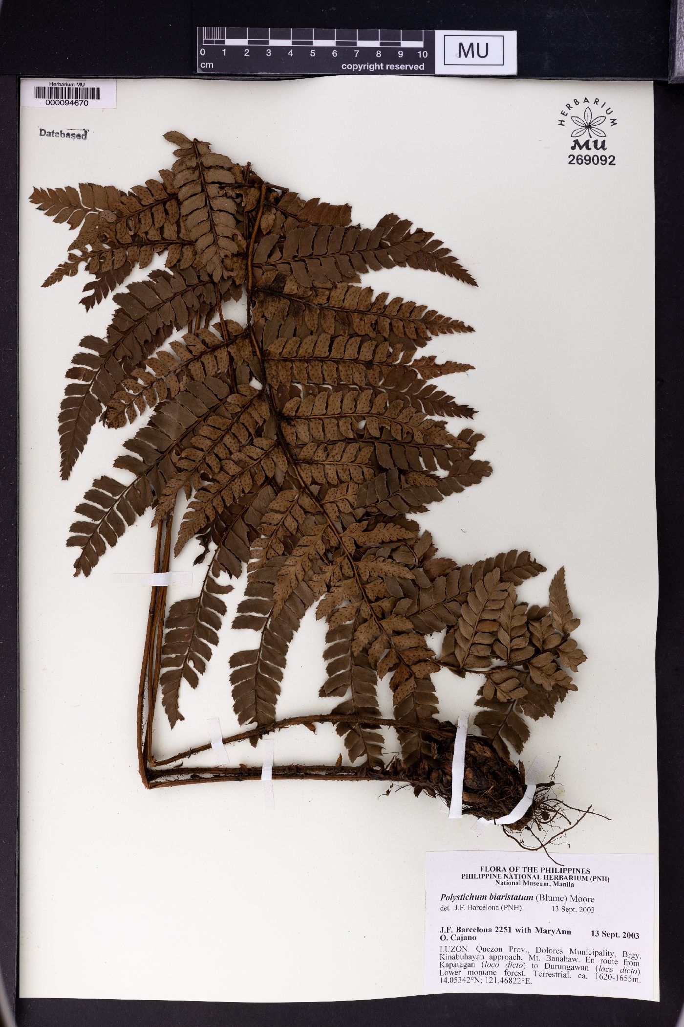 Polystichum biaristatum image