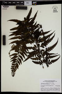 Asplenium lobulatum image