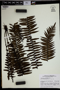 Asplenium pellucidum image