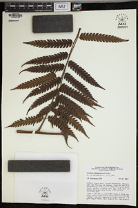 Cyathea philippinensis image