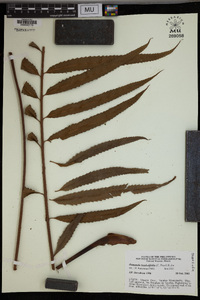 Plenasium banksiifolium image