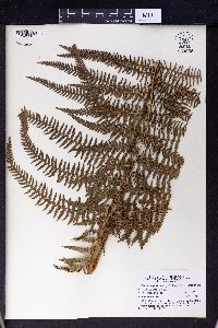 Pteridium revolutum image