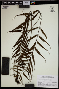 Asplenium lepturus image