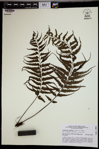 Asplenium lepturus image