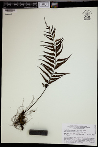 Asplenium lepturus image