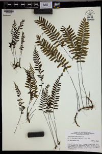 Asplenium unilaterale image